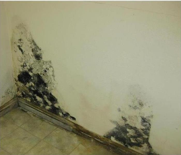Large black mold spores growing on a white interior wall