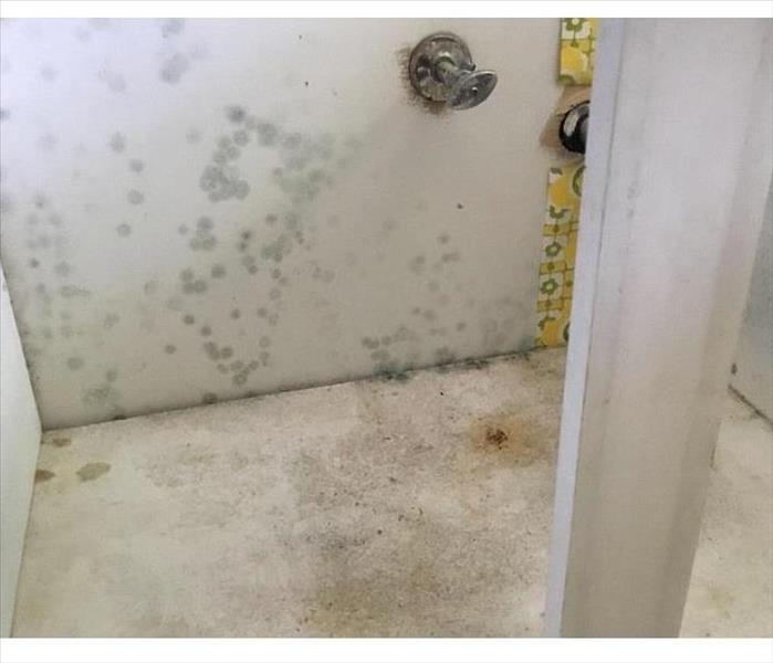 Black-green mold spores growing underneath a bathroom sink