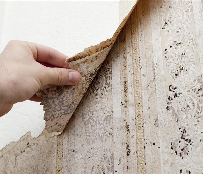 A man’s hand peeling back a section of wallpaper with microbial growth spots underneath.
