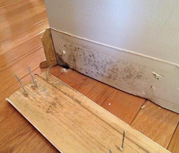 Mold growth found behind base molding that had been removed from the wall.